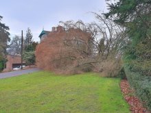 Fallen Tree